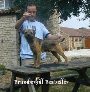 brumberhill bestseller